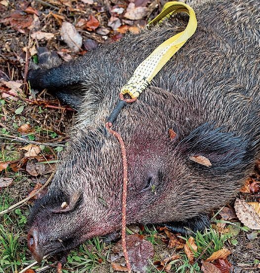 Erfolgreicher Abschuss: Wildschweine verursachen enorme Landschäden.