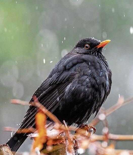 Schutz vor Kälte: Die Amsel plustert 
ihr Federkleid auf. Foto: Pixabay.com